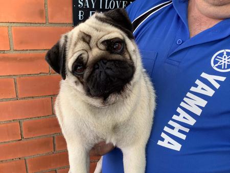 Pug for sale by PUGMATE