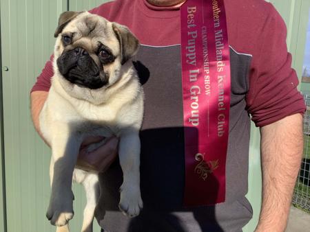 Pug for sale by PUGMATE