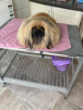 Pekingese for sale by PUGMATE