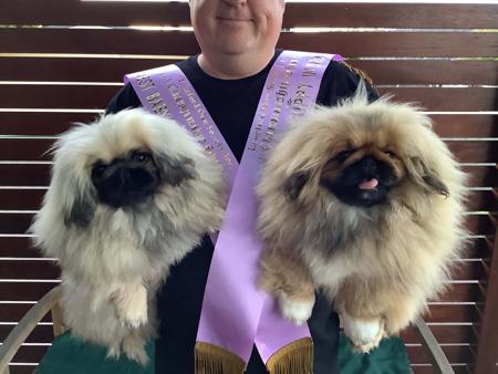 Pekingese for sale by PUGMATE
