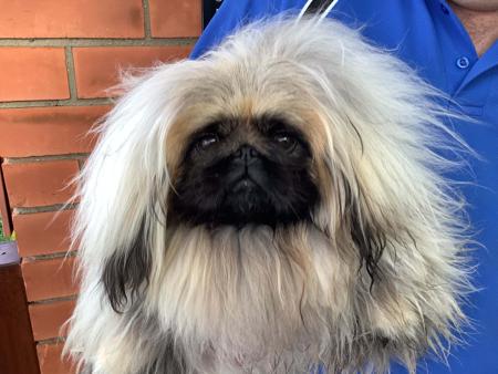 Pekingese for sale by PUGMATE