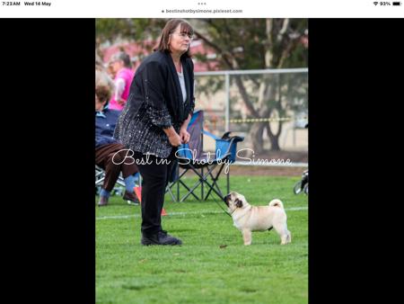 Pekingese for sale by PUGMATE