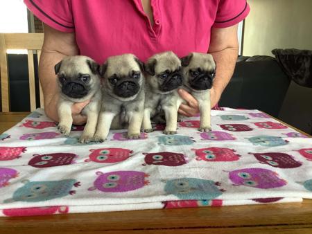 Pug puppy for sale by PUGMATE