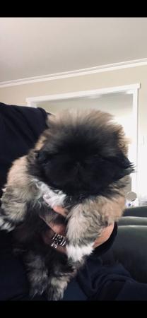 Pekingese puppy for sale by PUGMATE