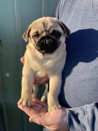 Pug puppy for sale by PUGMATE