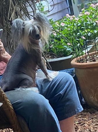 Chinese Crested Dog puppy for sale by BRUNKERVILLE