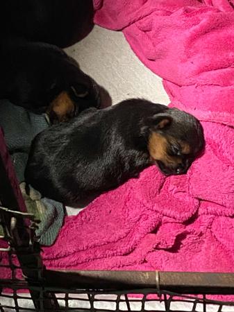 Australian Silky Terrier for sale by BRUNKERVILLE