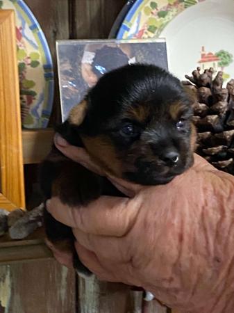 Australian Silky Terrier for sale by BRUNKERVILLE