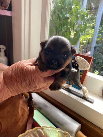 Australian Silky Terrier for sale by BRUNKERVILLE