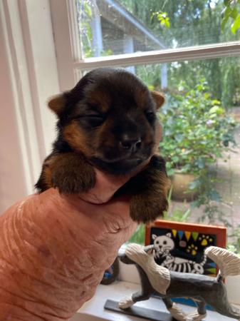 Australian Silky Terrier for sale by BRUNKERVILLE