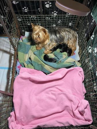 Australian Silky Terrier for sale by BRUNKERVILLE