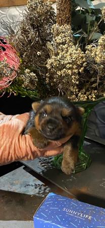 Australian Silky Terrier puppy for sale by BRUNKERVILLE