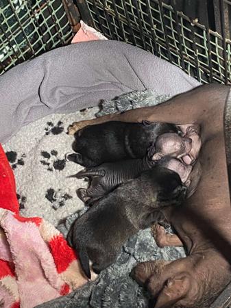 Xoloitzcuintle (Miniature) puppy for sale by BRUNKERVILLE