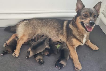 Swedish Vallhund puppy for sale by TABITHAJEFFERY