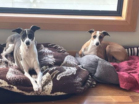 Italian Greyhound puppy for sale by MITCHMONO