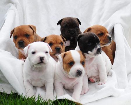 Staffordshire Bull Terrier for sale by CALOJO