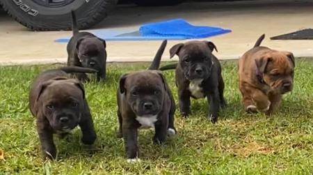 Staffordshire Bull Terrier for sale by CALOJO