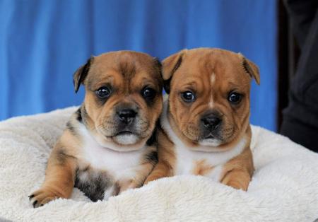Staffordshire Bull Terrier for sale by CALOJO