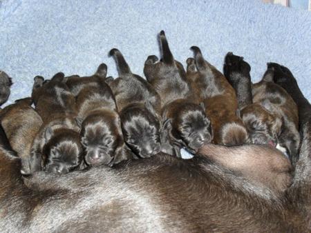 Staffordshire Bull Terrier for sale by CALOJO