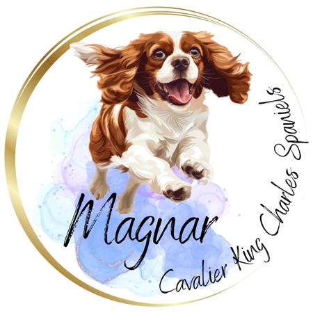 Cavalier King Charles Spaniel for sale by MAGNAR
