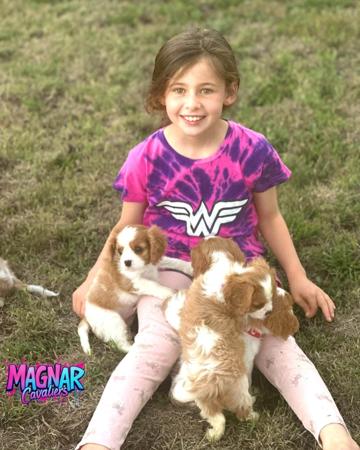 Cavalier King Charles Spaniel for sale by MAGNAR