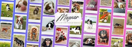 Cavalier King Charles Spaniel for sale by MAGNAR