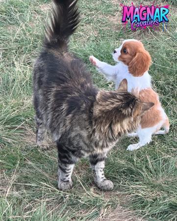 Cavalier King Charles Spaniel for sale by MAGNAR