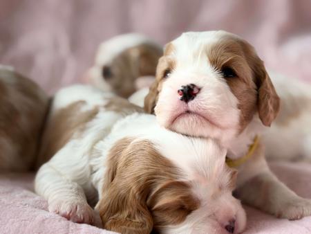 Cavalier King Charles Spaniel puppy for sale by MAGNAR