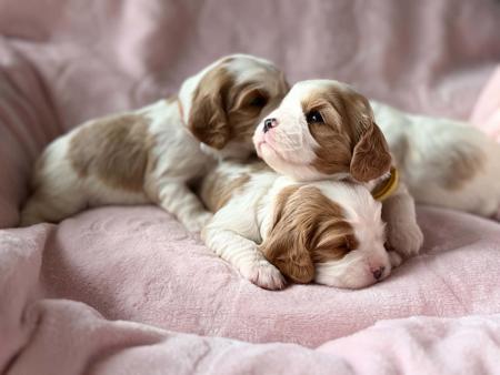 Cavalier King Charles Spaniel puppy for sale by MAGNAR