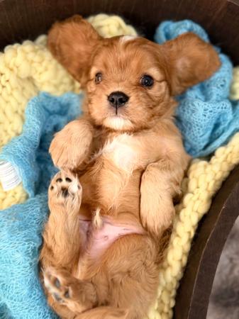 Cavalier King Charles Spaniel puppy for sale by MAGNAR
