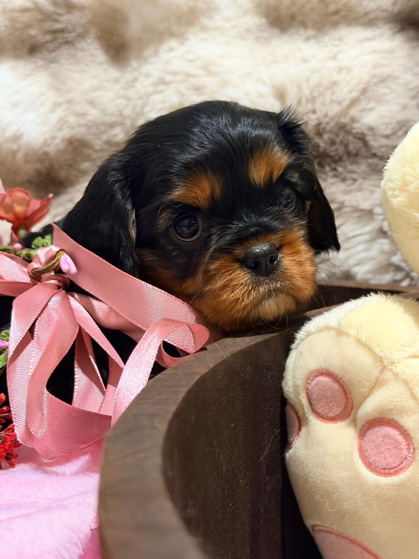 Cavalier King Charles Spaniel puppy for sale by MAGNAR