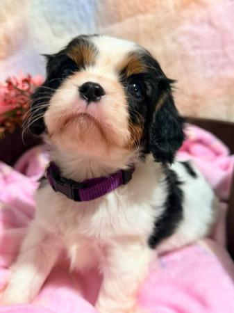 Cavalier King Charles Spaniel puppy for sale by MAGNAR