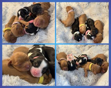 Cavalier King Charles Spaniel puppy for sale by MAGNAR