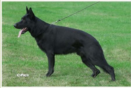German Shepherd Dog puppy for sale by NAPADHAUS