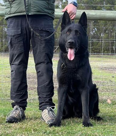 German Shepherd Dog puppy for sale by NAPADHAUS