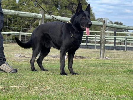 German Shepherd Dog for sale by NAPADHAUS