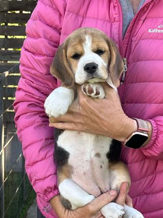 Beagle puppy for sale by JULZLALOR