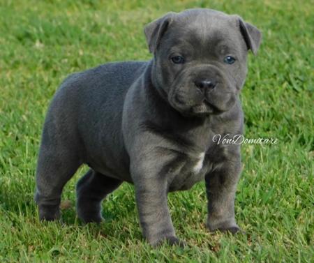 Staffordshire Bull Terrier puppy for sale by SEB