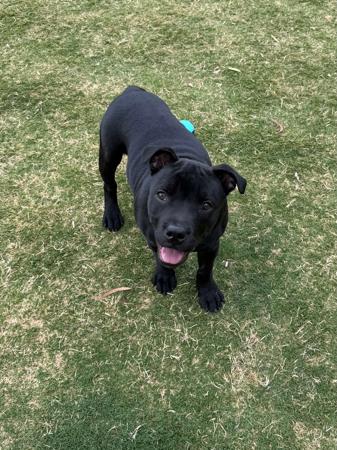 Staffordshire Bull Terrier puppy for sale by SEB