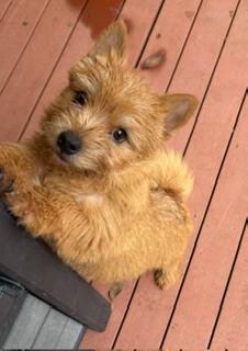 Norwich Terrier puppy for sale by CHESNEY