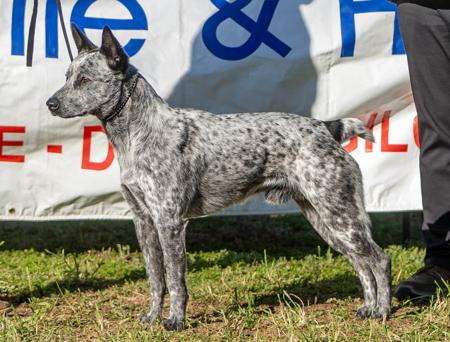 Australian Stumpy Tail Cattle Dog for sale by ALITTLETAIL