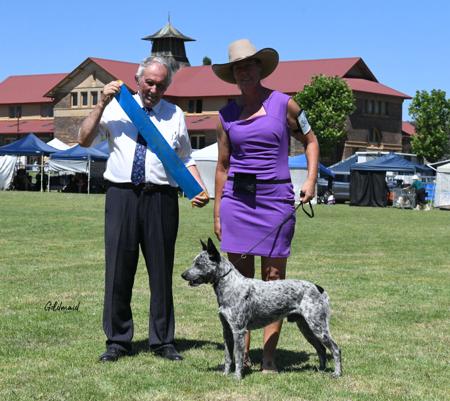 Australian Stumpy Tail Cattle Dog for sale by ALITTLETAIL