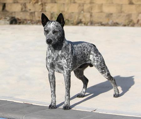 Australian Stumpy Tail Cattle Dog for sale by ROBNREN