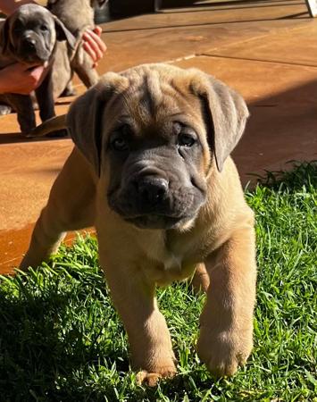 Cane Corso puppy for sale by FEDELECORCANECORSO