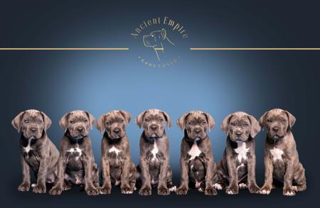 Cane Corso puppy for sale by AEESTATEPTYLTD