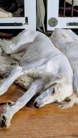 Saluki puppy for sale by DREAM