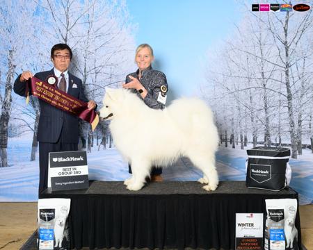 Samoyed for sale by BELLASAMBA