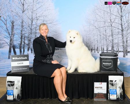 Samoyed for sale by BELLASAMBA