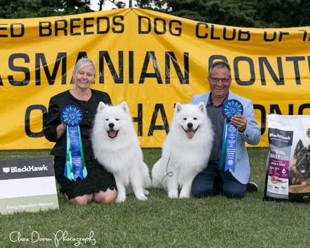 Samoyed for sale by BELLASAMBA