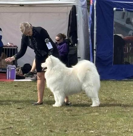 Samoyed for sale by BELLASAMBA